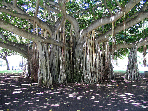 banyan-tree-aerial-root.jpg